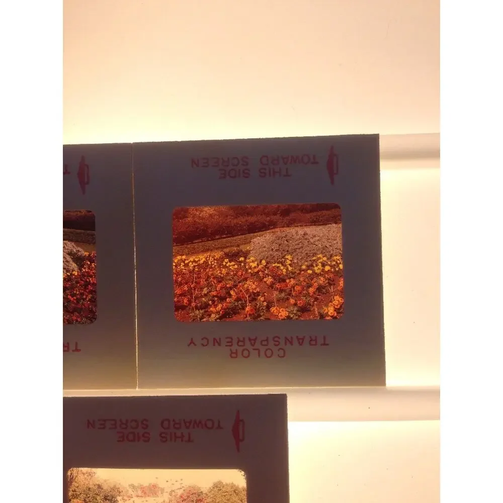 Lot 3 Vintage 1970 Garden Flowers Yard Floral Landscape Photograph Color Slides